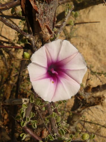 Ipomoea donaldsonii