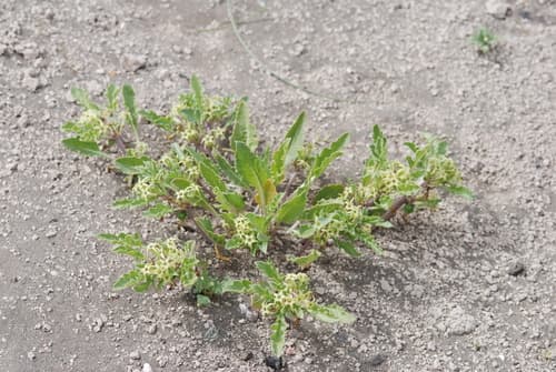 Jaborosa kurtzii