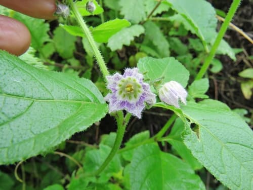 Jaltomata dentata