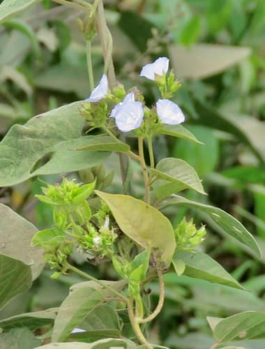 Jacquemontia martii