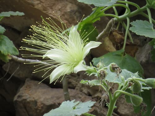 Eucnide grandiflora