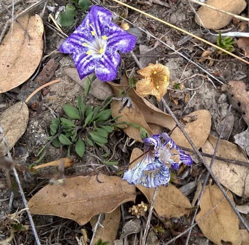 Bouchetia arniatera