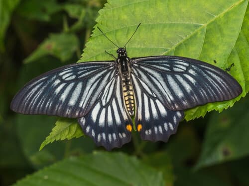 Papilio veiovis