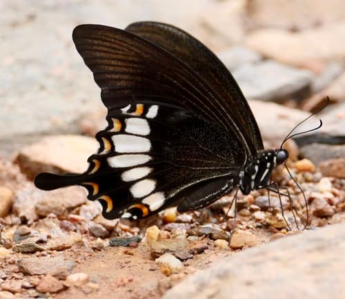 Banded Mormon