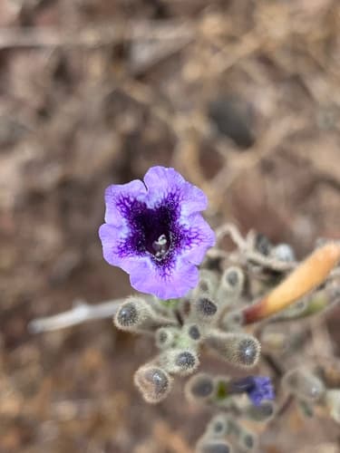 Nolana dianae