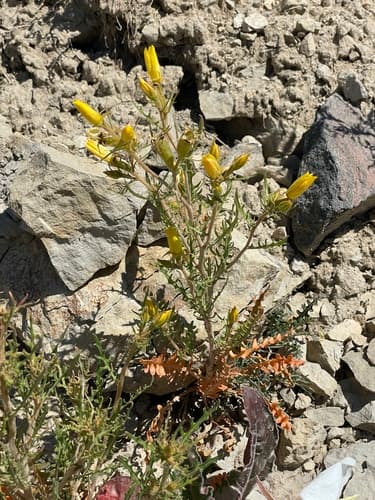 Cutleaf Blazingstar
