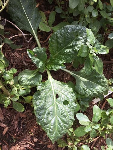 Turkmen Mandrake