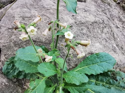 Nicotiana nudicaulis