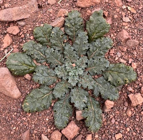 Jaborosa riojana
