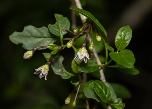 Capsicum caatingae