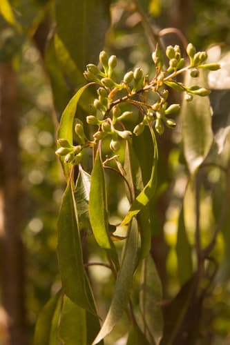 Cestrum bahamense
