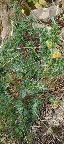 Caiophora mollis
