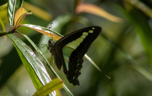 Graphium jugans
