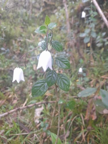 Solanum albescens