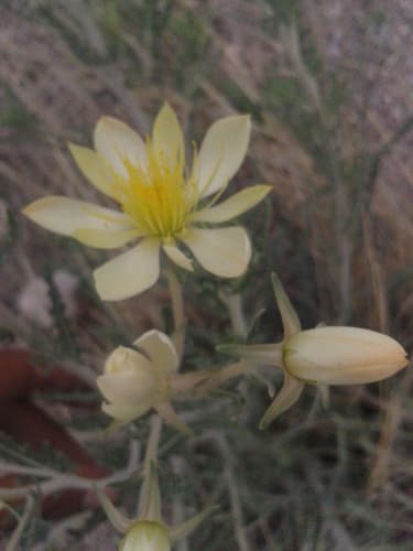 Mexican Blazingstar