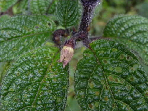 Deprea zamorae