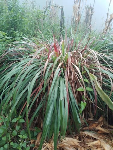 Lemongrass