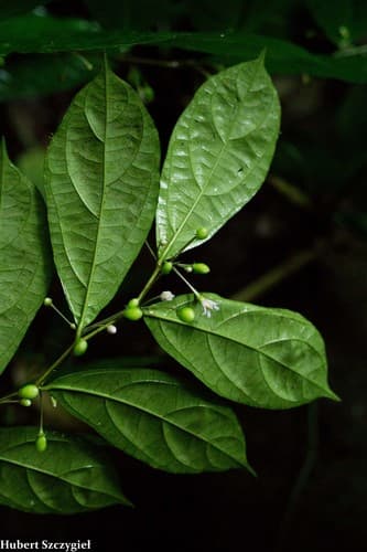 Lycianthes maxonii