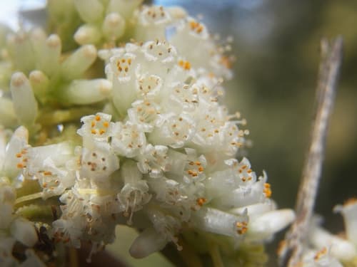 Cuscuta gracillima