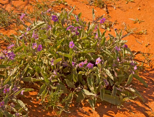 Solanum emmottii