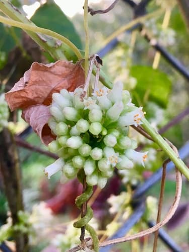 Cuscuta corymbosa