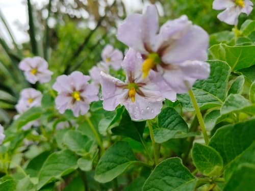 Lycianthes dejecta