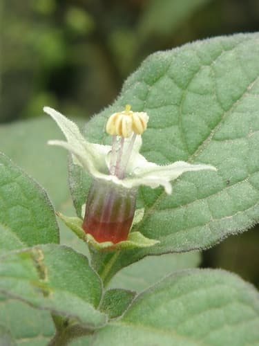 Jaltomata umbellata