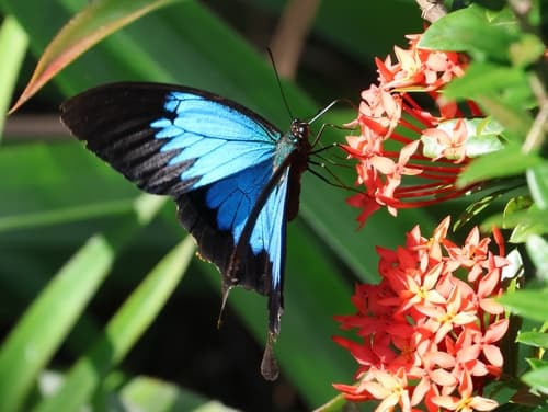 Ixora