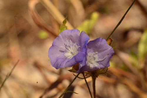 Evolvulus gypsophiloides