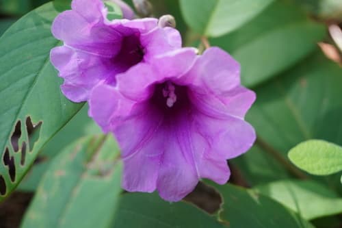 Argyreia cheliensis