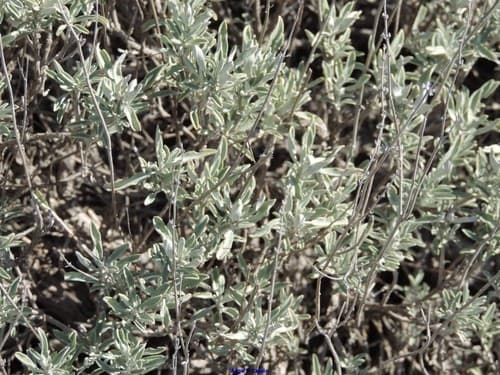 Sage