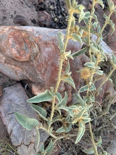 Solanum scalarium