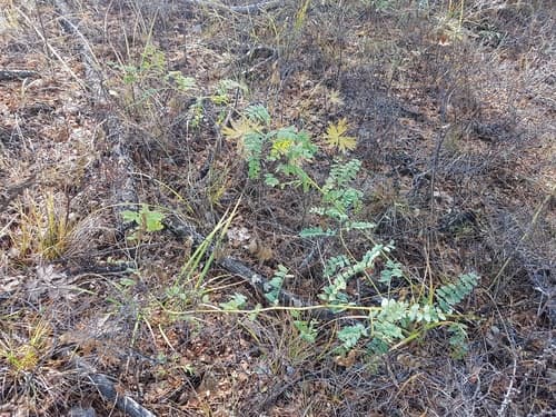 Astragalus