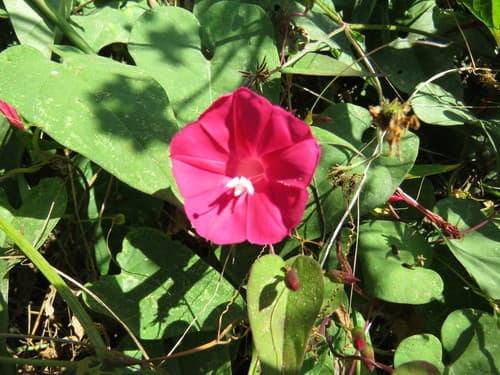 Ipomoea tubulata