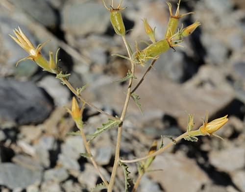 Inyo blazing star