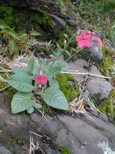 Red Tobacco