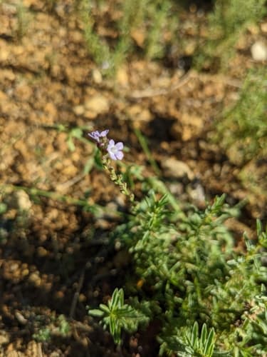 Vervain
