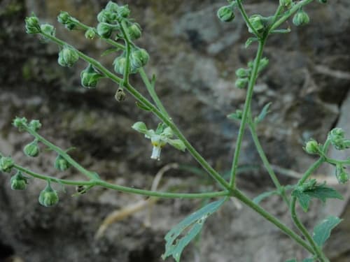 Xylopodia