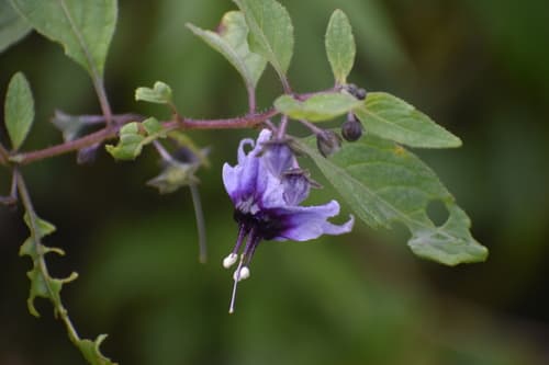 Jaltomata propinqua
