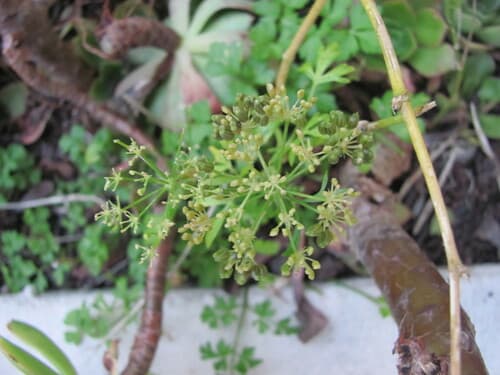 Parsley