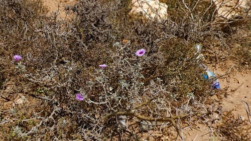 Ipomoea cicatricosa