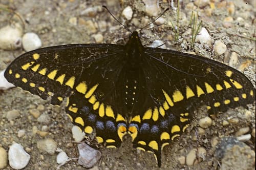 Kahli‘s Swallowtail