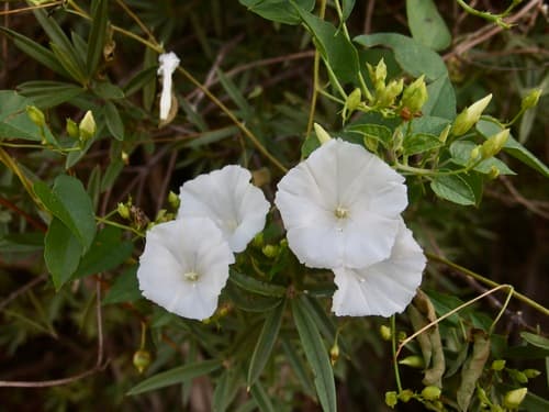 Jacquemontia