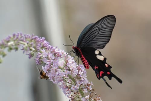 Butterfly Bush