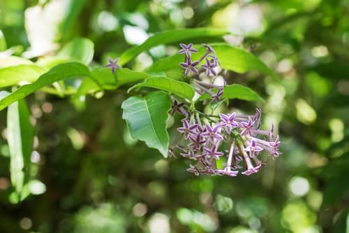 Cestrum irazuense