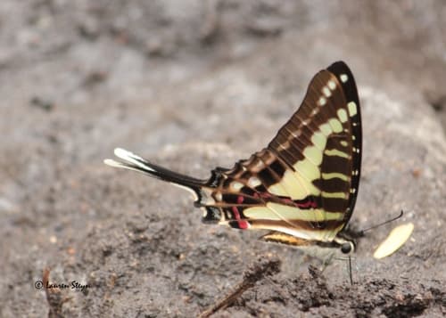 Junod’s Swordtail