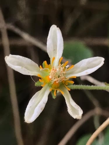 Grausa sagittata