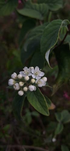 Deutzia mexicana