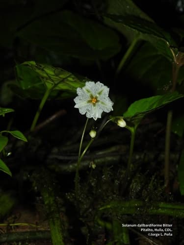 Solanum dalibardiforme