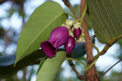 Argyreia kerrii